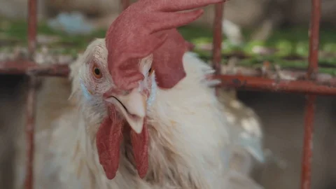 Chicken SLOWMO GRADED HD 2 Vídeo Stock 95309229