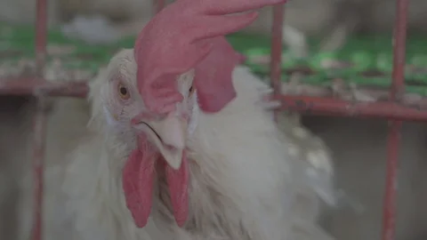 Chicken SLOWMO RAW HD 2 Vídeo Stock 95309219