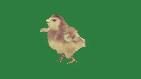 Chicken on small standing its hinds cartoonish Stock Footage 335979727