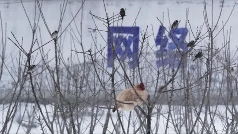 Chicken in the snow Stock Footage 235110941