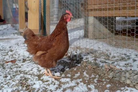Chicken in snow Stock Photos