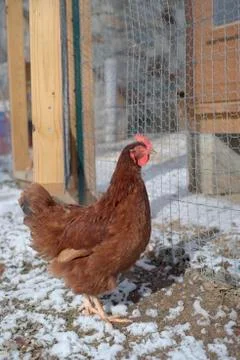 Chicken in snow Stock Photos
