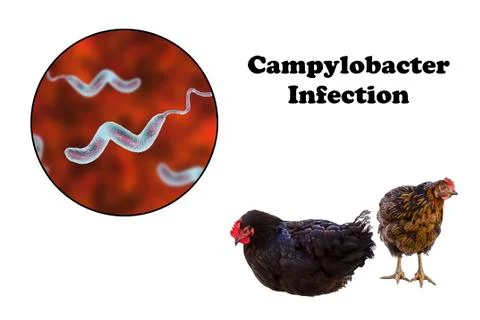 Chicken as the source of Campylobacter infection Stock Illustration