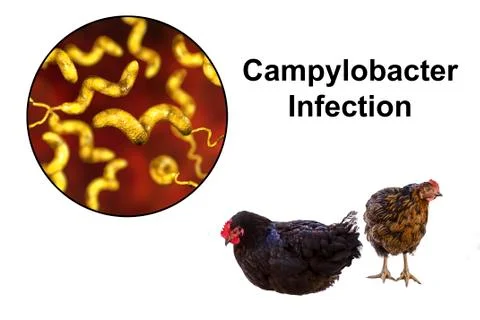 Chicken as the source of Campylobacter infection Stock Illustration