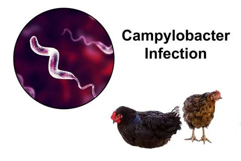 Chicken as the source of Campylobacter infection Stock Illustration