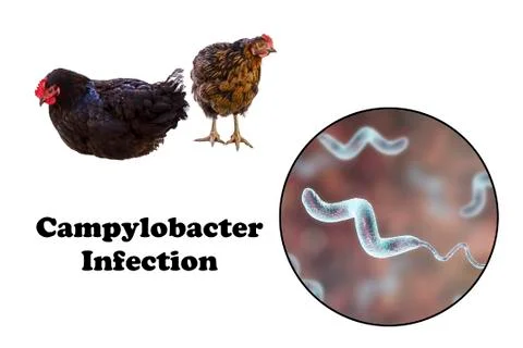 Chicken as the source of Campylobacter infection Stock Illustration
