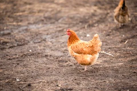 Chicken on a spring day in the yard on a dark ground Stock Photos