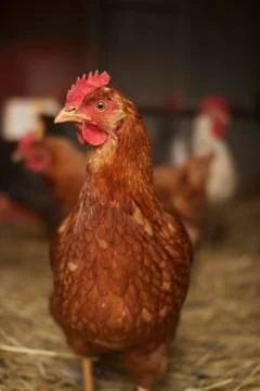 Chicken Stand Off Stock Photos