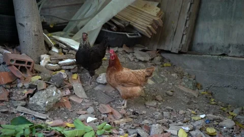 Chicken stand on a pile of rubble in the backyard and look around Stock Footage 167165376