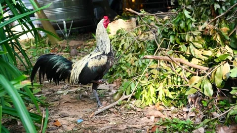 Chicken is standing and crowing on dirt land Stock Footage 229228937