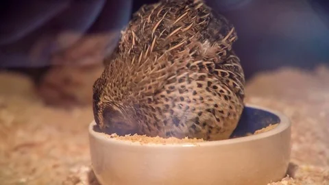 Chicken is standing in a bowl and is eating corn Stock Footage