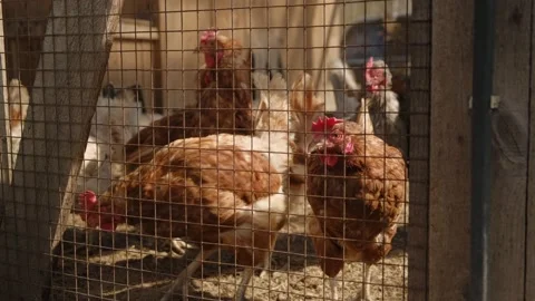 A chicken standing in a cage Stock Footage 131961812