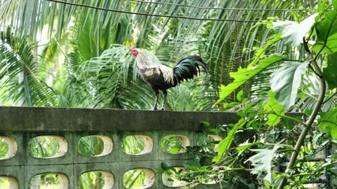 Chicken is standing on concrete wall Stock Footage 166605382