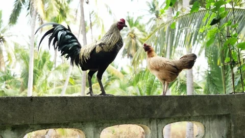 Chicken is standing on concrete wall Stock Footage 168955353