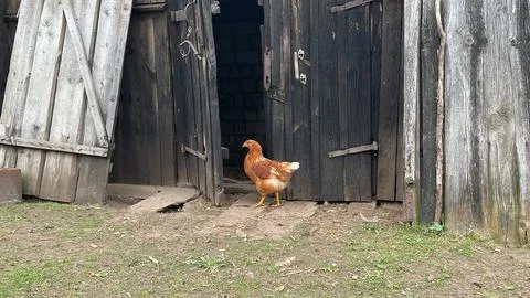 A chicken is standing in front of a barn door. The barn is old and has a ru.. Foto stock