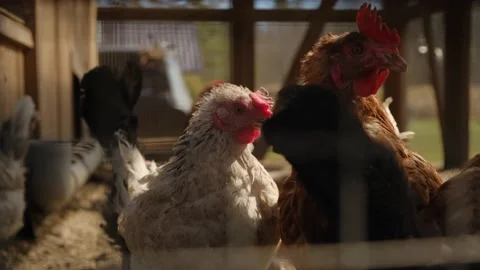 A chicken standing in front of a building Stock Footage 131959866