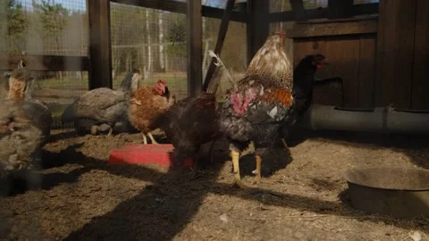 A chicken standing in front of a building Stock Footage 131962036