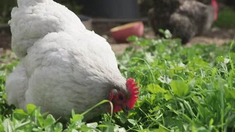 A chicken standing in front of a building Video stock 155397097