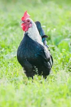 Chicken standing in grass Stock Photos