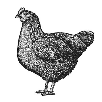 Chicken standing isolated on white background. Farm bird in sketch style. Vector Stock Illustration