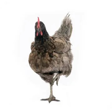 Chicken standing Stock Photos