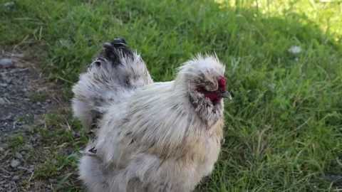 Chicken standing in shade Stock Footage