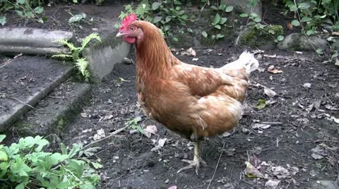 Chicken stands on one leg Vidéo 12613836