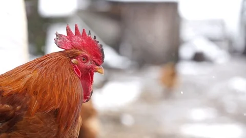 Chicken staring into the slowly falling snow, 400 fps slow motion, stockvideo Stock Footage 87862255