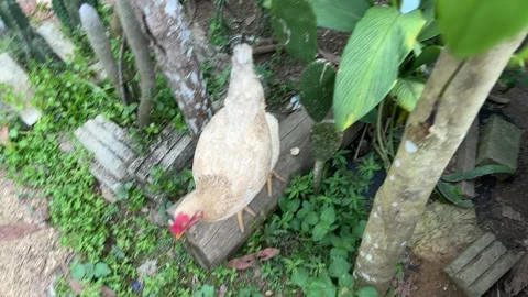 Chicken Strolling in a Garden Path Stock Footage 325386475
