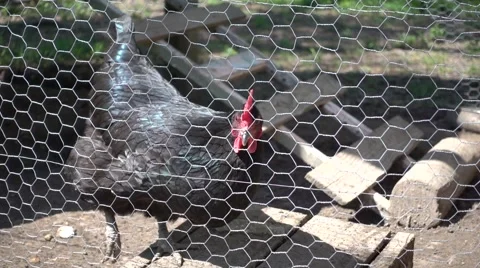 Chicken Strutting In Slow Motion In Back Yard Farm Stock Footage 62181190