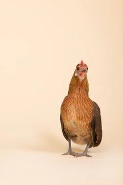 Chicken in studio on cream background Foto stock