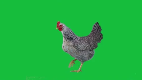 The chicken takes one step forward then back on a green screen Video stock 231697271