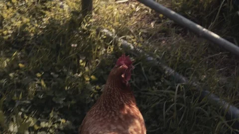 Chicken Tracking Shot High Angle Stock Footage 242673472