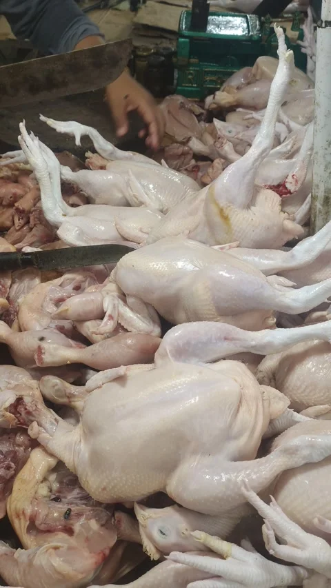 Chicken trader Video stock 212501097