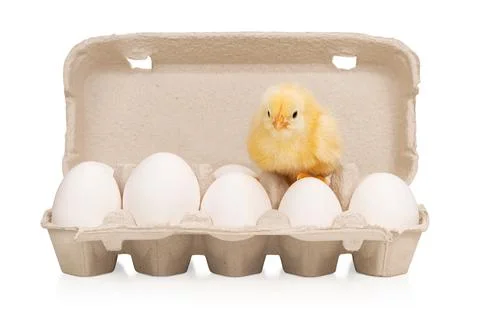 Chicken on a tray with eggs Foto stock