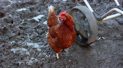 Chicken treking in thick mud. Stock Footage 50091118