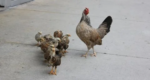 Chicken with Triangle of Babies Stock Photos