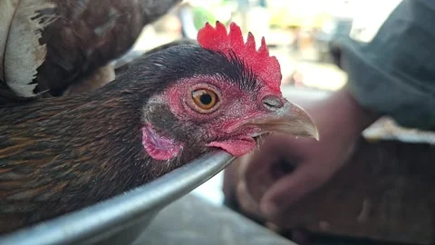 Chicken trying to get close and peck camera lens while animal being cage Stock Footage 265537482