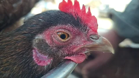 Chicken trying to get close and peck camera lens while animal being cage Stock Footage 265537485
