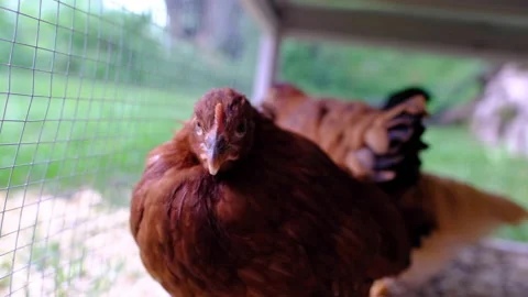 Chicken under coup close up Stock Footage 239890397