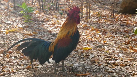 Chicken using beak mouth around for searching insect for food Stock Footage 134672230
