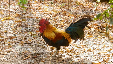 Chicken using beak mouth around for searching for food at lawn, livestock Stock Footage 238448662