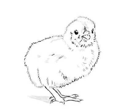 Chicken Vector black and white Stock Illustration