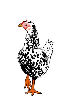 Chicken vector illustration isolated on white background. イラスト素材