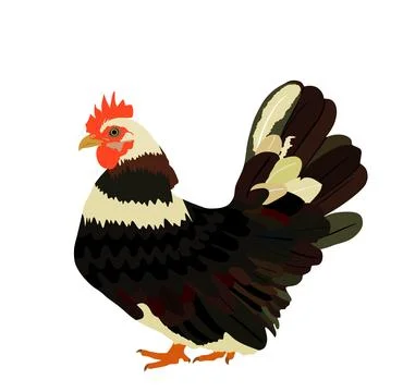 Chicken vector illustration isolated on white background. Ilustração Stock