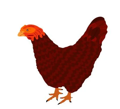 Chicken vector illustration isolated on white background. Hen symbol イラスト素材