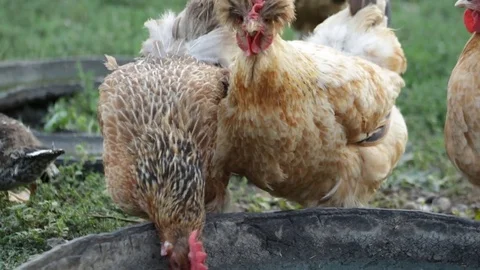 Chicken in the village Video stock 79768375