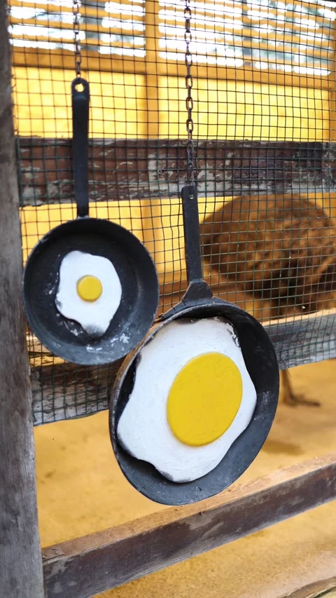 Chicken vs ostrich egg comparison Video stock 331023649