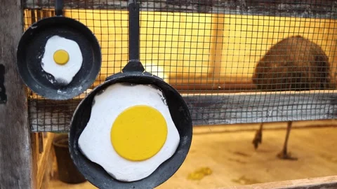 Chicken vs ostrich egg size Stock Footage 331199738