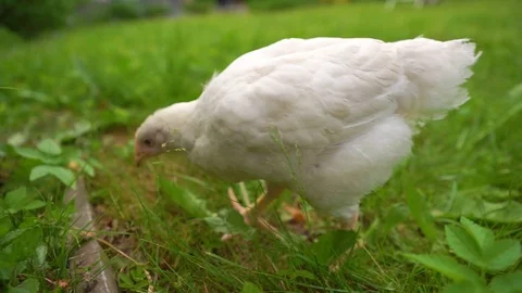 Chicken walk 2 Stock Footage 113546510